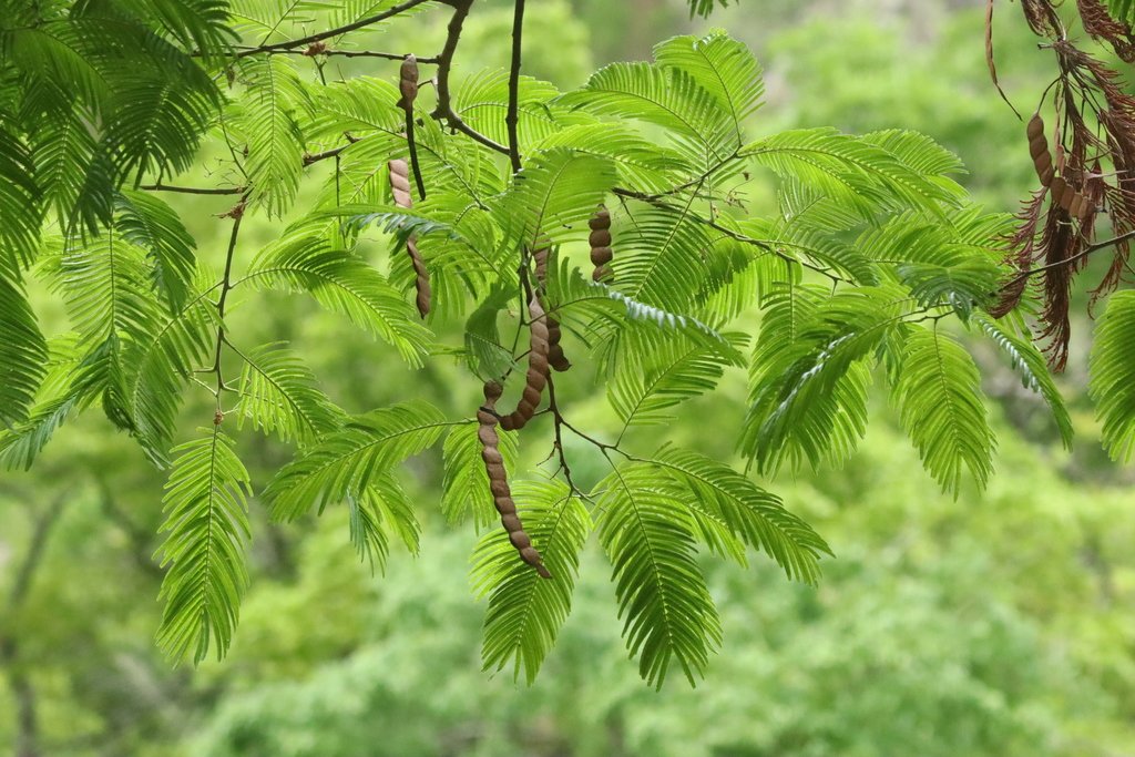 Yopo Negro - Vista 2